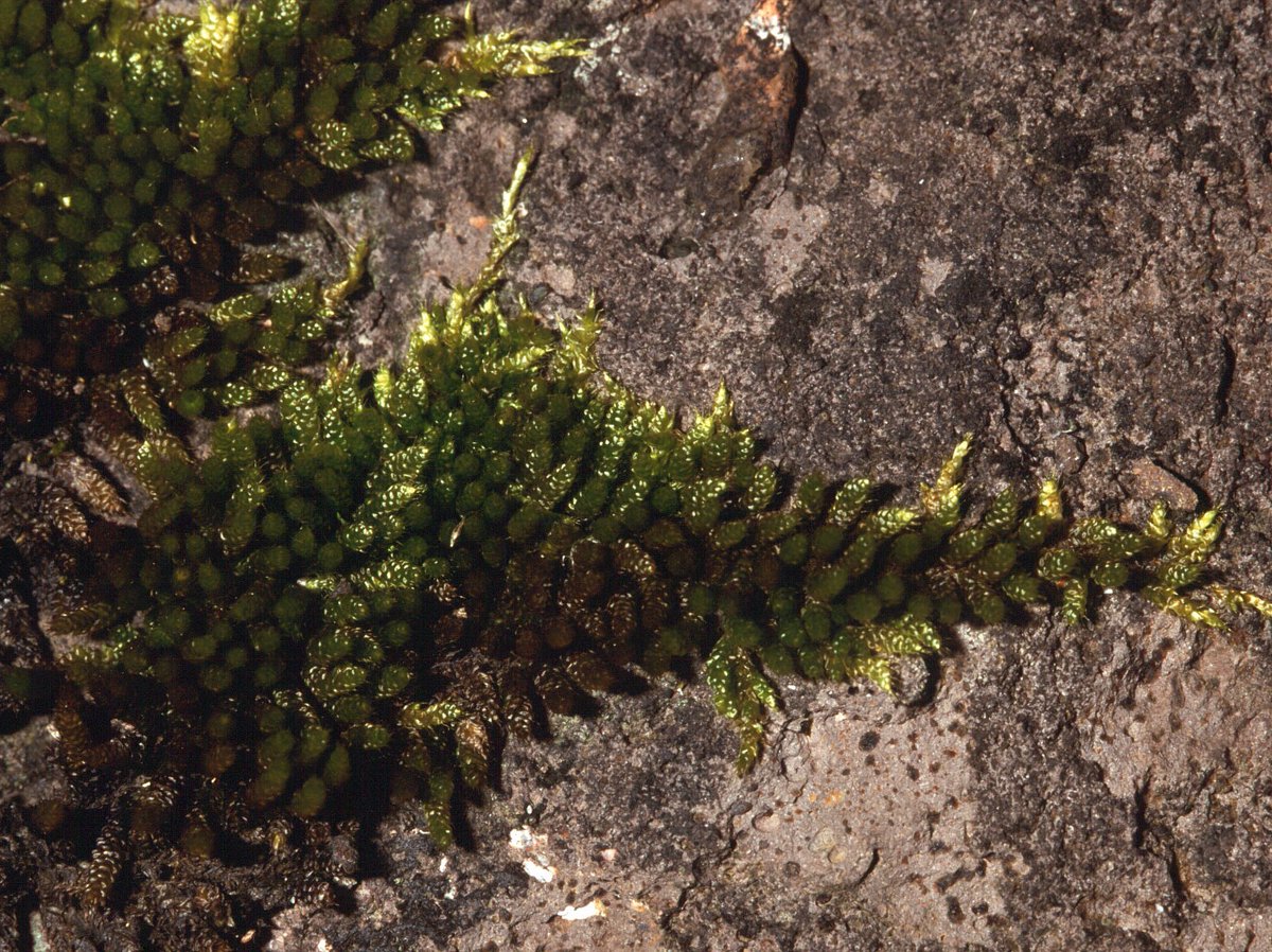 Squamidium brasiliense (Hornsch.) Broth.
Brazil, Santa Catarina, Morro de Igreja, 1650 m,
leg 17. Sept. 2001, det Alfons Schäfer-Verwimp