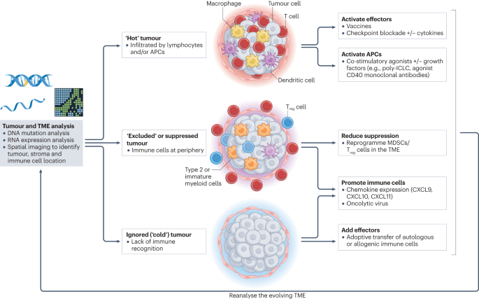 Immunotherapy combination approaches: mechanisms, biomarkers and clinical observations dlvr.it/Szpq6r