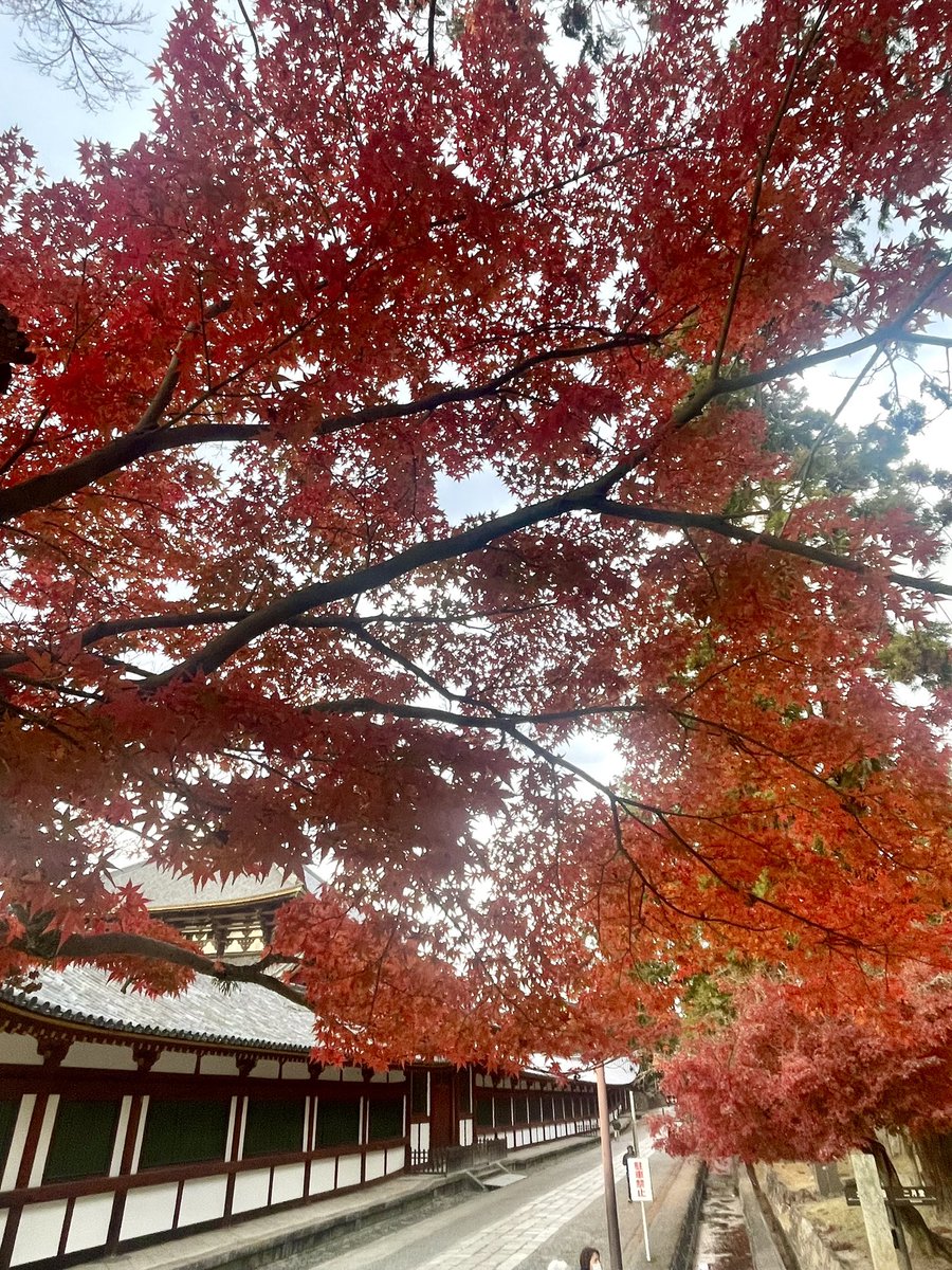 本日15:40頃の大仏殿南東出口付近の写真です。強くて冷たい風が吹いています。This photo was taken near the south eas exit of the Great Buddha Hall at about 3:40 p.m. today. A strong cold wind is blowing.　
#奈良 #東大寺 #大仏殿 #もみじ #冷たい風 #nara #todaiji #daibutsu #mapleleaves