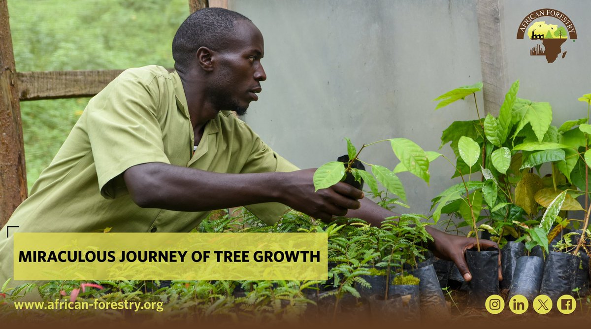 AfForestry's tweet photo. 🌱✨ Embark on the Miraculous Journey of Tree Growth! 🌳 From a tiny seed to a towering giant, each tree tells a story of resilience and life. 🌿💚 Swipe left to witness the incredible stages of nature's artwork. 🔄🌲 https://t.co/wahhRJlXUK