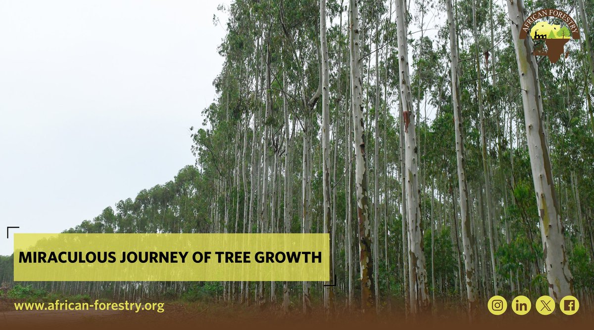 AfForestry's tweet photo. 🌱✨ Embark on the Miraculous Journey of Tree Growth! 🌳 From a tiny seed to a towering giant, each tree tells a story of resilience and life. 🌿💚 Swipe left to witness the incredible stages of nature's artwork. 🔄🌲 https://t.co/wahhRJlXUK