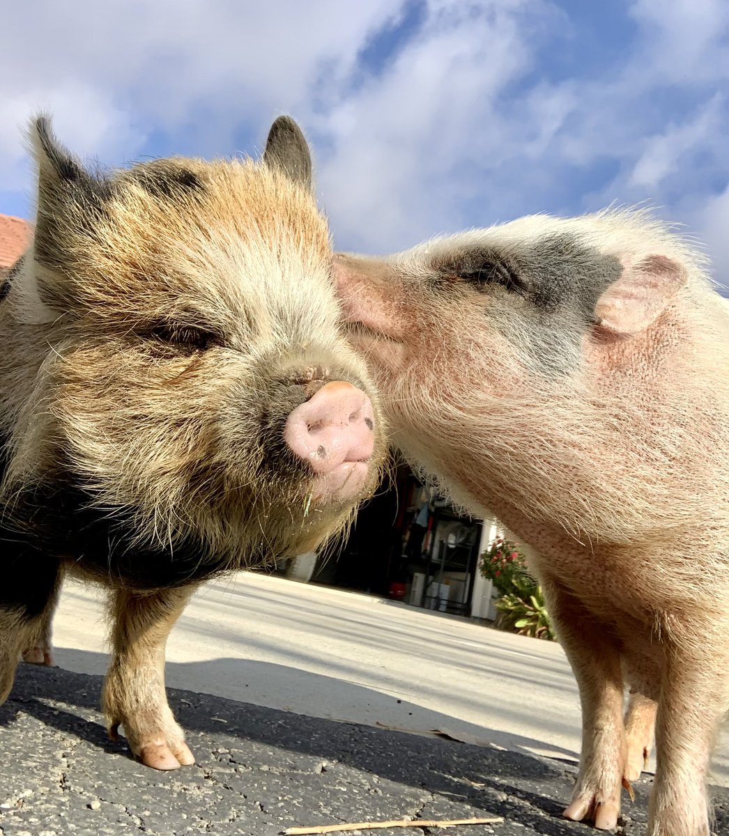 ushi_kakurega's tweet image. ファームサンクチュアリーの動物たちの生活は、全て寄付で支えられています😌🫶🏻🇺🇸
個人からの寄付はもちろん、企業からの支援も🌱毎日の動物たちのご飯にはたくさんの野菜が入っていますが、大手スーパーからのご支援だそうです！🥬🥕🎃