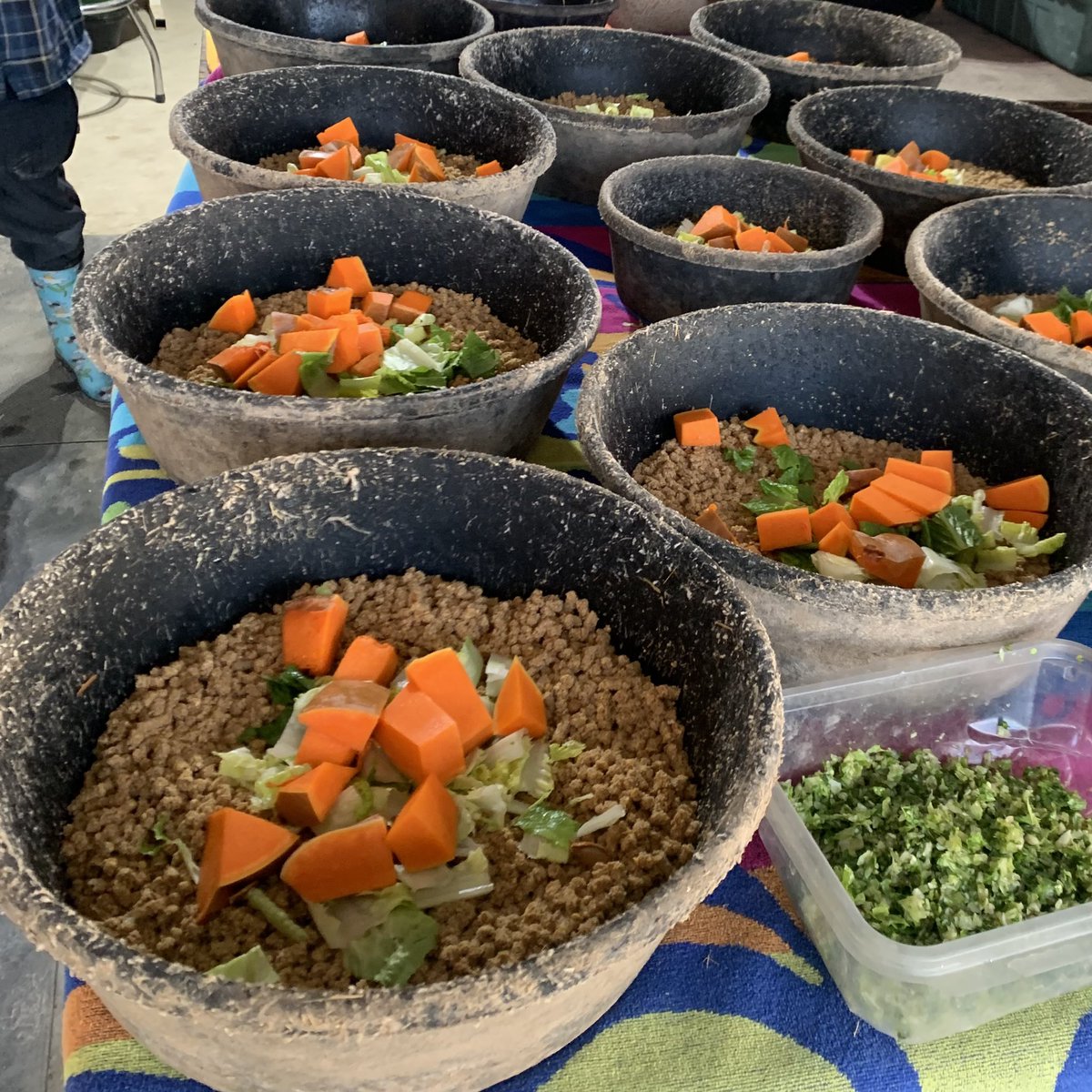 ushi_kakurega's tweet image. ファームサンクチュアリーの動物たちの生活は、全て寄付で支えられています😌🫶🏻🇺🇸
個人からの寄付はもちろん、企業からの支援も🌱毎日の動物たちのご飯にはたくさんの野菜が入っていますが、大手スーパーからのご支援だそうです！🥬🥕🎃