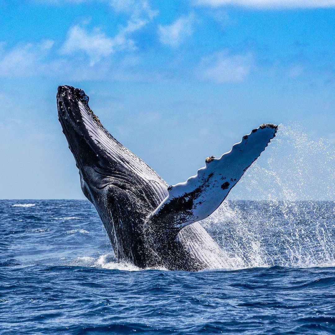 🌟 Twitter (X) Tips Series 🌟 Tip #4: Visual Appeal is Key! 📸✨ Boost tweet visibility by incorporating eye-catching images or GIFs. 🚀 Capture attention and make your tweets pop! Stay tuned for more—this is Tip 4 of 10.💡 #TwitterTips #SocialMediaMagic #MarkoDimitrijevicTwitter