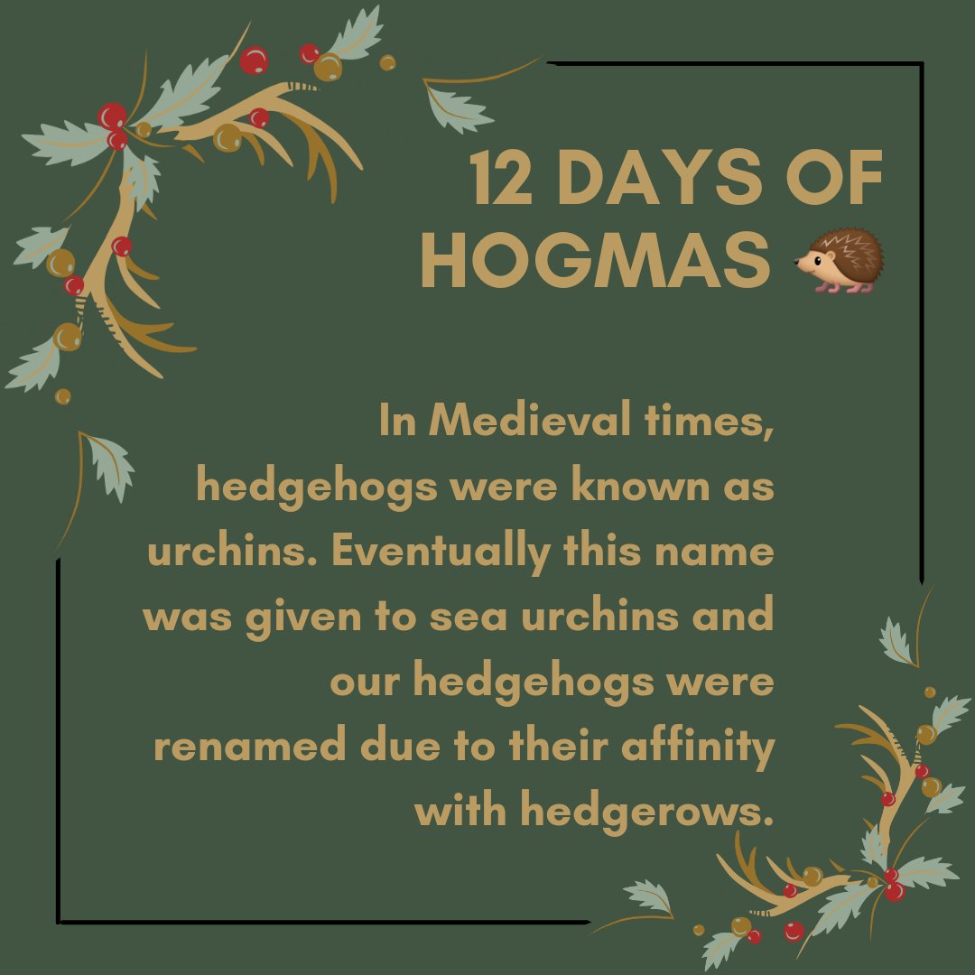 12 days of Hogmas 🦔 Facts about hedgehogs, to celebrate one of the UKs best loved mammals 🦔 Day four! @LivUni @livunisustain @HogFriendly @hedgehogsociety #hedgehogs #saveourhedgehogs 🦔