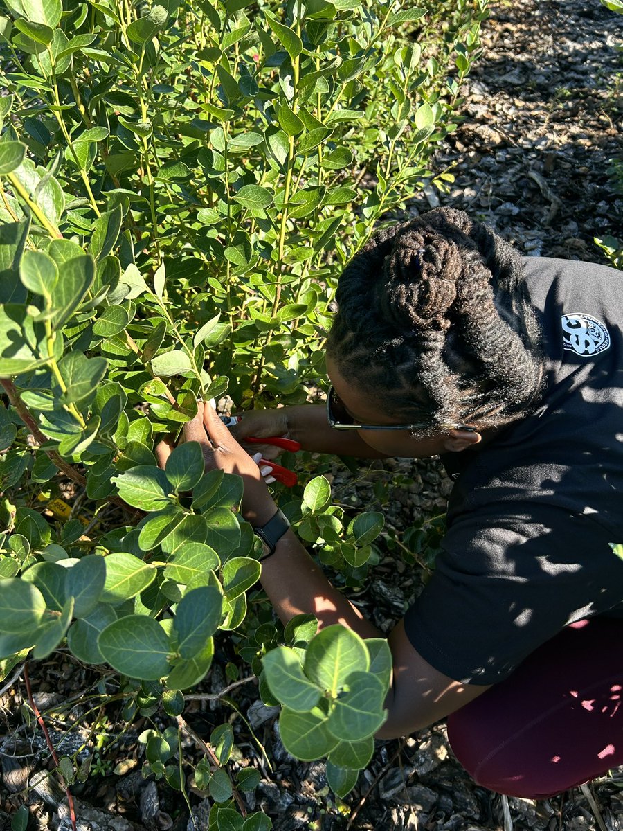 Christ Mane BELIZAIRE (@chrissiebely) on Twitter photo Excited to dive into blueberry leaf rust research under the guidance of my advisor, <a href="/turfdrman/">Philip Harmon</a> 🫐. Anticipating amazing and intriguing outcomes from this project! 🌿🔍 #ResearchExcitement #BlueberryLeafRust #PhilHarmonLab
<a href="/UFPlantPath/">UF/IFAS Plant Pathology Department</a> Excited to dive into blueberry leaf rust research under the guidance of my advisor, <a href="/turfdrman/">Philip Harmon</a> 🫐. Anticipating amazing and intriguing outcomes from this project! 🌿🔍 #ResearchExcitement #BlueberryLeafRust #PhilHarmonLab
<a href="/UFPlantPath/">UF/IFAS Plant Pathology Department</a>