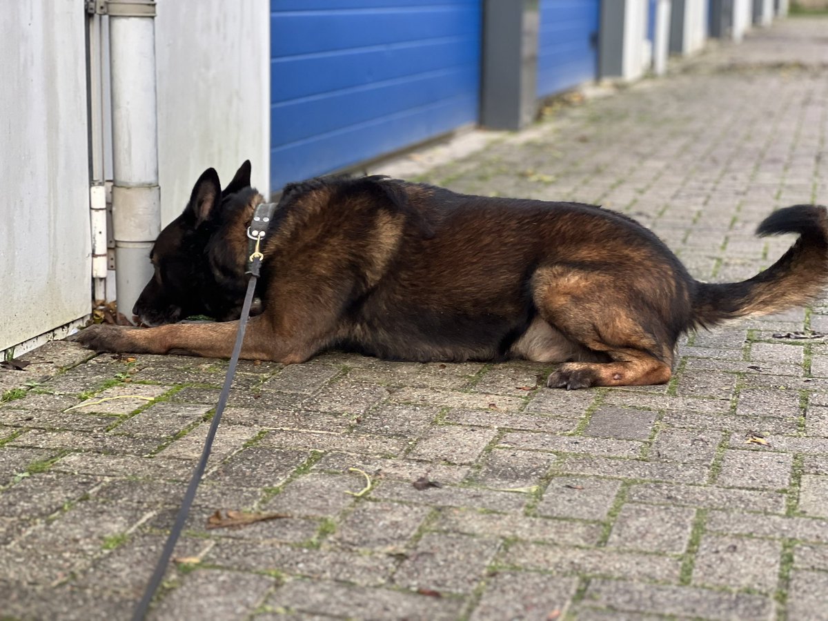 Verdovende middelen speurhond Dexter #ondermijning #speurhond #drugshonden #policek9 #k9unit <a href="/Scentimprint/">ScentImprintForDogs</a>