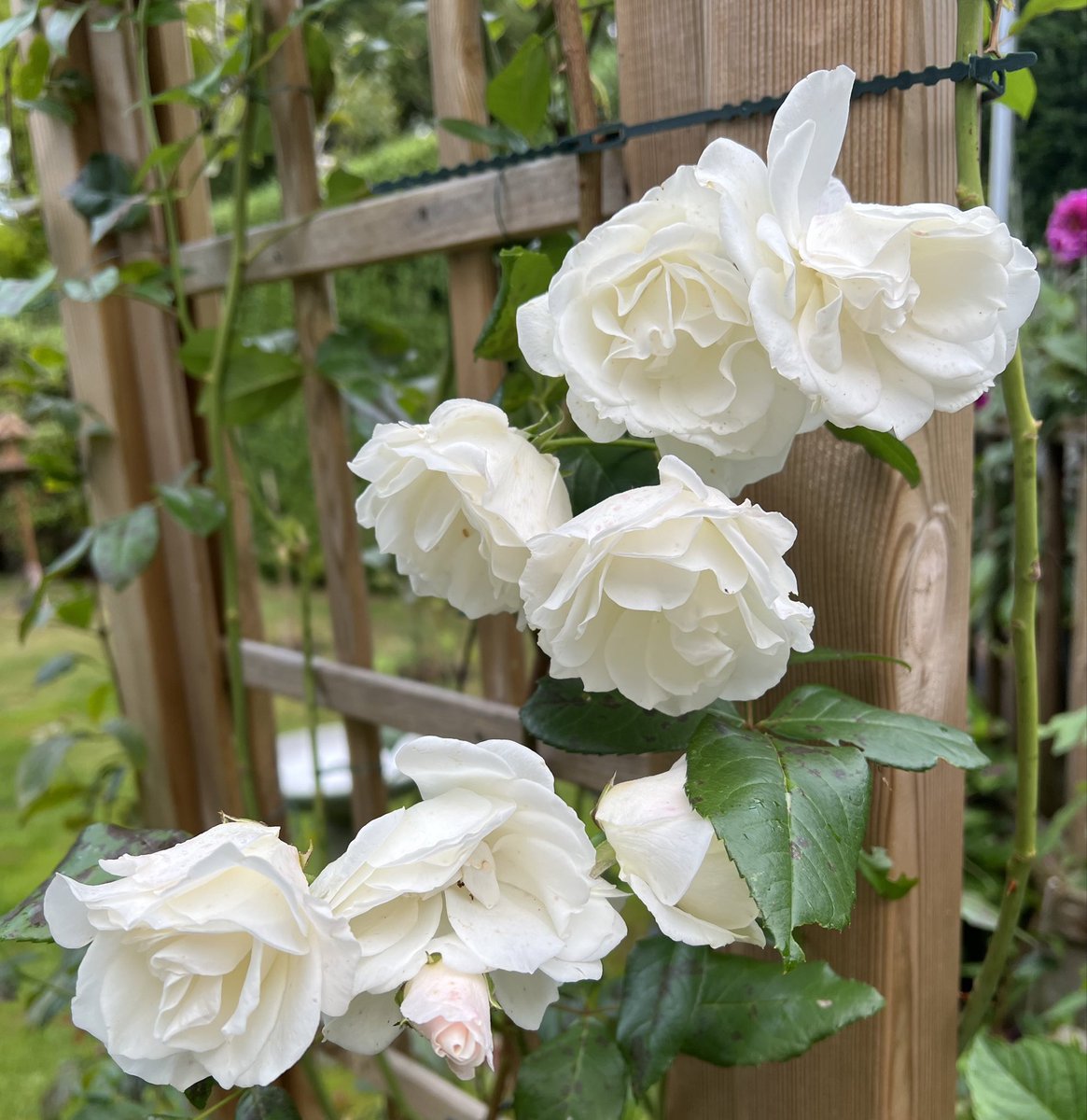 Day 7 of #ARoseADay for #Advent is the lovely Iceberg climber. Seems ages since I saw it flower with it being so cold now, but it’s lovely to be able to look back. Have a lovely day all, stay warm and dry ❄️🤍🌹 #mygarden #Roses23 #Advent2023 #ThursdayMotivation  #GardeningX