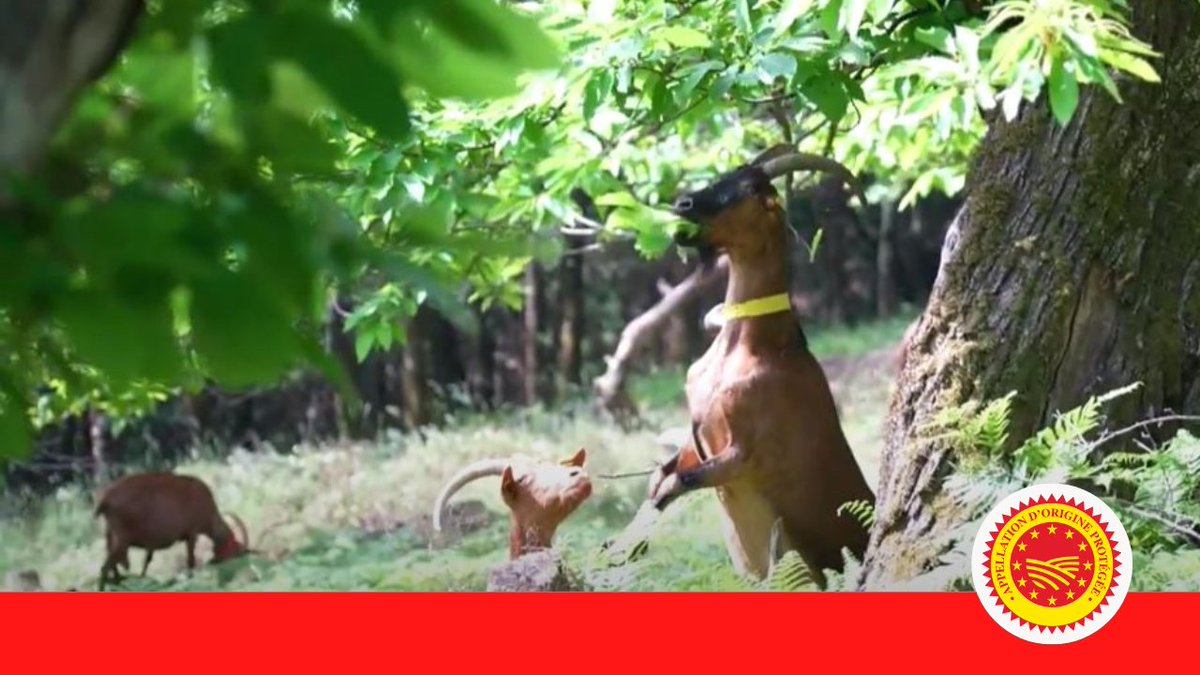 Les AOP laitières sont la combinaison des caractéristiques naturelles et des techniques locales qui donnent à chaque AOP son goût, sa saveur, son odeur et sa texture inimitables.