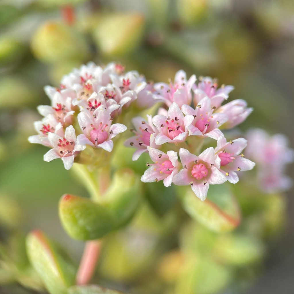 Flowers of Crassula ovata cv in close-up. Crassulaceae is one of the 7 main succulent genera of course, lots of species.

#bcss #cactus #cacti #succulent #succulents #succulentworld #cactusworld #cactusgarden #cactusmagazine #cactusclub #succulentlove #houseplants
