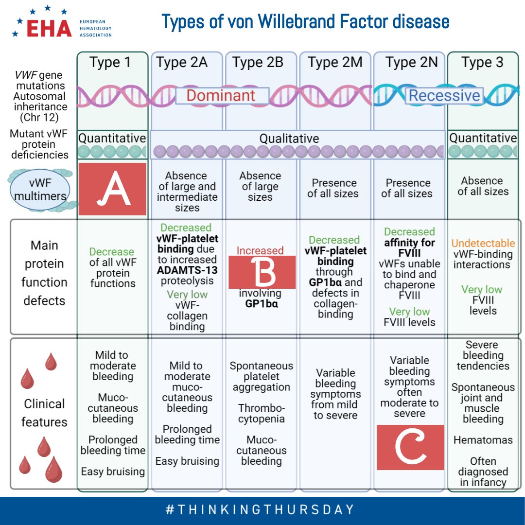 EHA_Hematology's tweet photo. Today’s #EHA #ThinkingThursday is on types of #vonWillebrandDisease depending on #vonWillebrandFactor mutations. Can you fill in A, B and C?

Interested in #VWD? Check our new course on the interactions between #VWF and #GP1BA on the #EHACampus:
https://t.co/i8iWMQes8A https://t.co/iM9CVElhVU