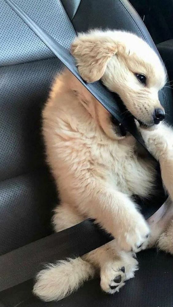 puppies video tweet media
