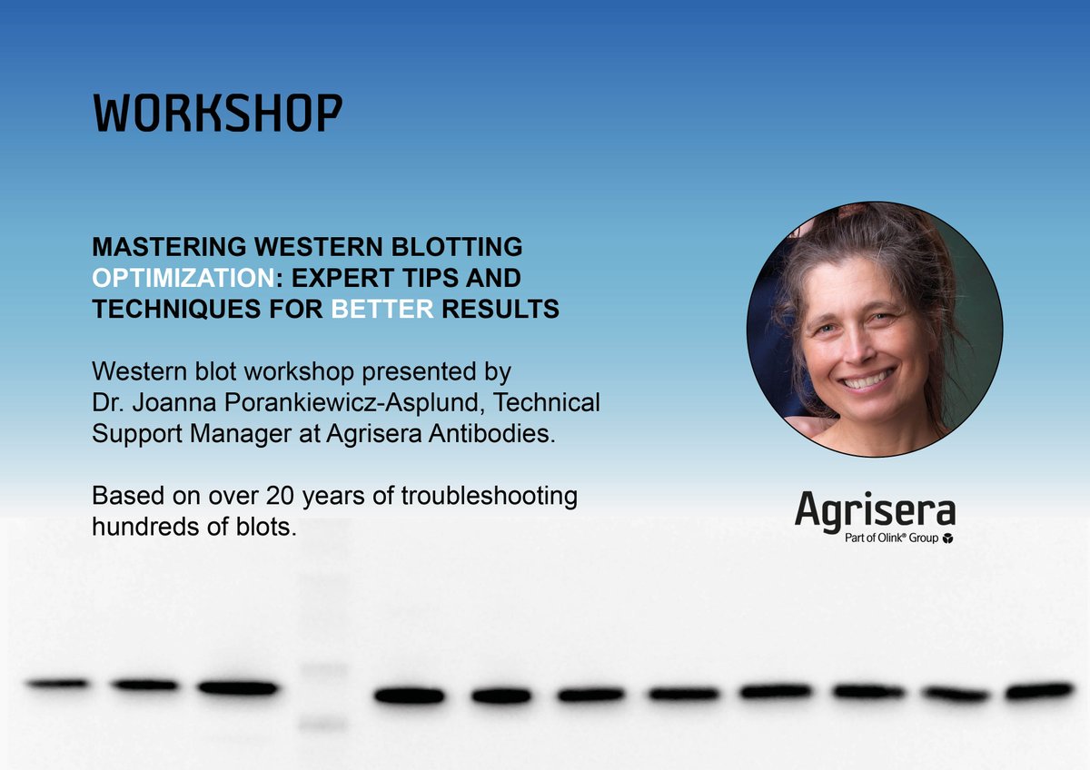agrisera's tweet image. Welcome to join today&apos;s Agrisera workshop on Western blot technique, starting 13.30 pm (CET). Request a link: support@agrisera.com

#WesternBlot  #TechnicalTips