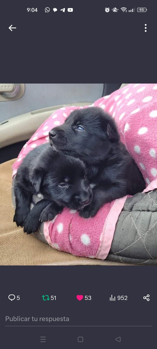OpenEye95053629's tweet photo. #Pontevedra #Galicia #perros
   🐶#YARA Y #DUSTIN 🐶
Abandonados a su suerte y criados a biberón, ahora buscan el hogar que les dé mucho amor ❤️🙏
#AdoptaNoCompres #Adopta 
Contacto @ranimal_ohana https://t.co/xjYUGhNo1j