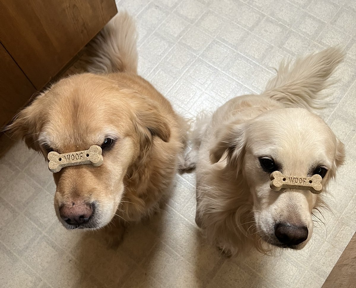 Hollanddaaze tweet media