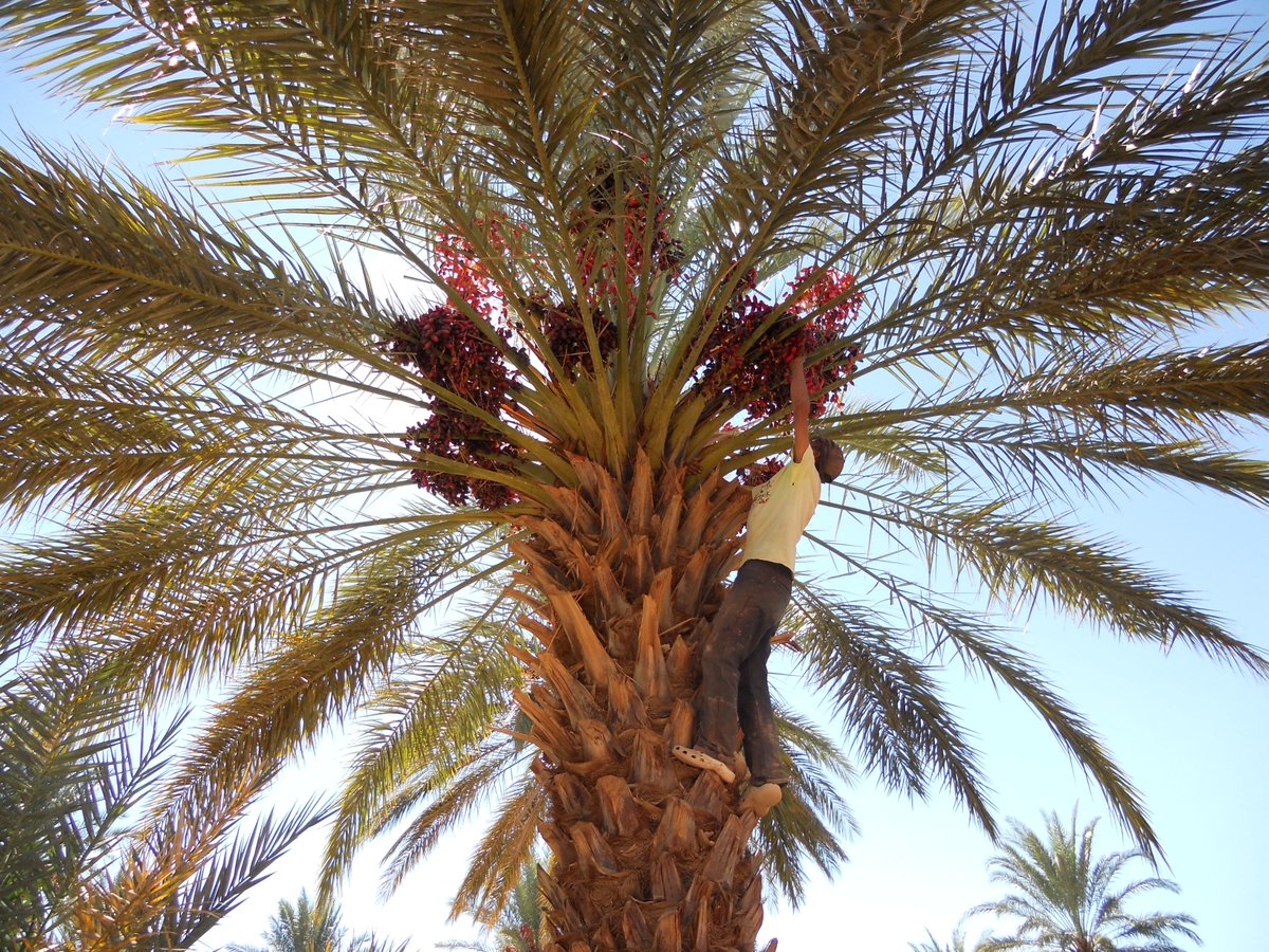 Muriel Gros-Balthazard 🌴🧬🏺 (@muriel_grosb) on Twitter photo 🌴Uncovering 3000 years of date palm cultivation in the Sahara! Our latest research delves into the spread and evolution of the iconic crop of oasis agroecosystems. Kudos to the team, esp. @KaczmarekThoma1! journals.sagepub.com/doi/10.1177/09… #DatePalm #Dynadiv <a href="/HoloceneJ/">The Holocene</a> #Archaeobotany 🌴Uncovering 3000 years of date palm cultivation in the Sahara! Our latest research delves into the spread and evolution of the iconic crop of oasis agroecosystems. Kudos to the team, esp. @KaczmarekThoma1! journals.sagepub.com/doi/10.1177/09… #DatePalm #Dynadiv <a href="/HoloceneJ/">The Holocene</a> #Archaeobotany