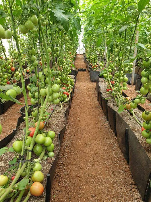 Tomatoe Farming