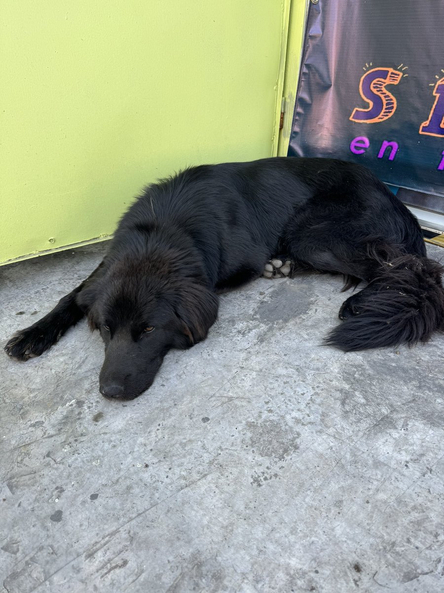 iKarlyzr's tweet photo. Este bebé me siguió hasta la vet, está en La Florida entre Rojas Magallanes y Enrique Olivares. Tiene collar sin chip, ayúdenme a difundir por favor 🤍 https://t.co/LcrTLhwOTt