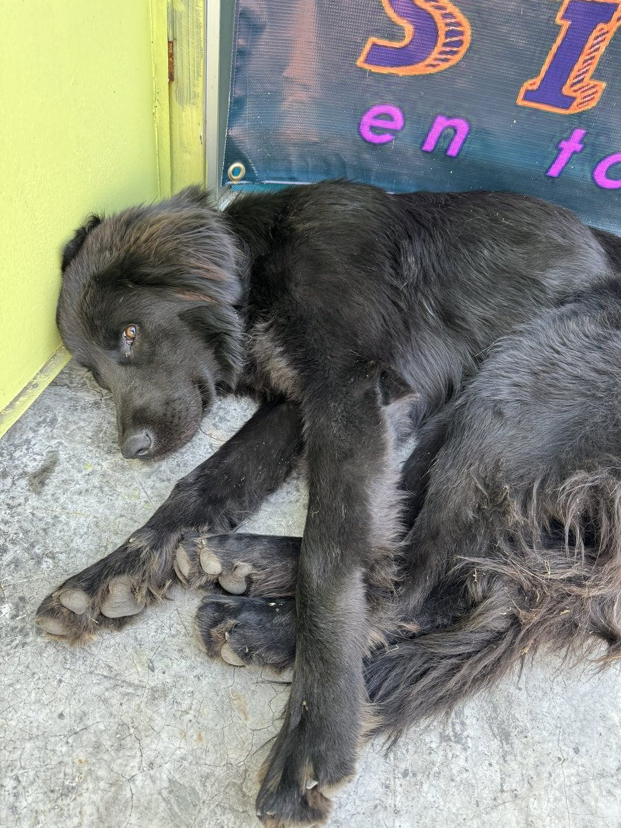 iKarlyzr's tweet photo. Este bebé me siguió hasta la vet, está en La Florida entre Rojas Magallanes y Enrique Olivares. Tiene collar sin chip, ayúdenme a difundir por favor 🤍 https://t.co/LcrTLhwOTt
