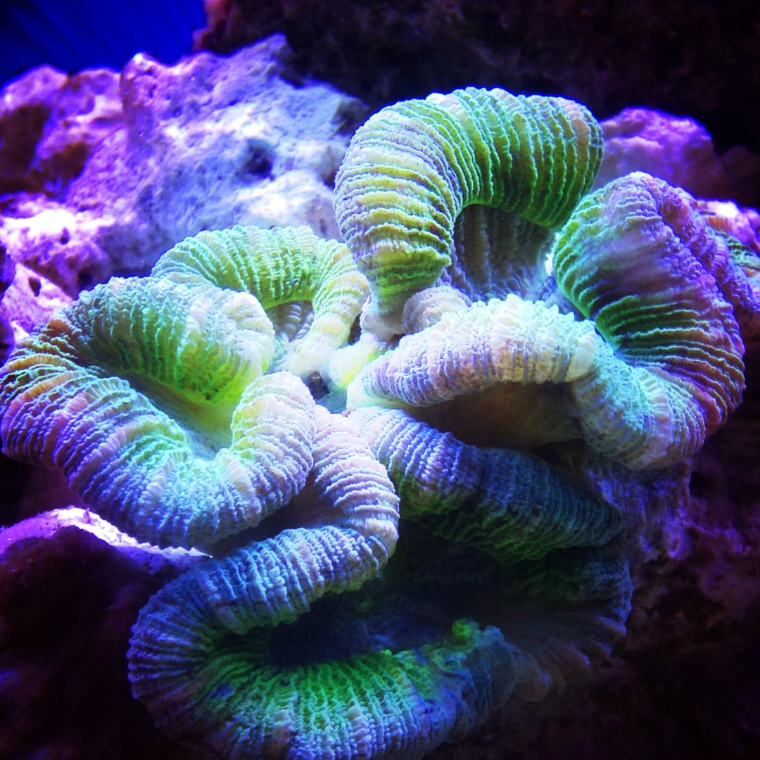 LewisPughFDN's tweet photo. And if you didn't know already, Christmas isn't just celebrated in the polar regions... Caulastraea furcata is a species of large stony coral. Also know nicknamed candy cane coral, it is known for the stripes on its polpys โ๏ธ๐ชธ๐ฌ #12DaysofMerriment https://t.co/I5kkIJ5twG