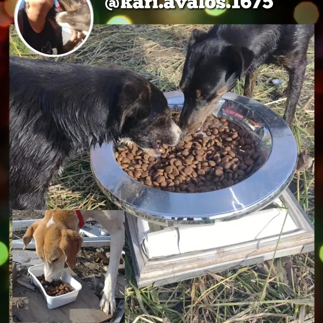A_AnimalBiobio's tweet photo. 🟣Kari (recorre partes del centro de Conce y el sector donde vive)
🟣Gladys (también alimenta por el sector donde vive. Hasta a mí me ha ayudado pero no se da abasto)
🟣Perris Granito de Lenga (al igual que Liss, son más de 100 perris y cada día abandonan). https://t.co/238Vh7jPjH