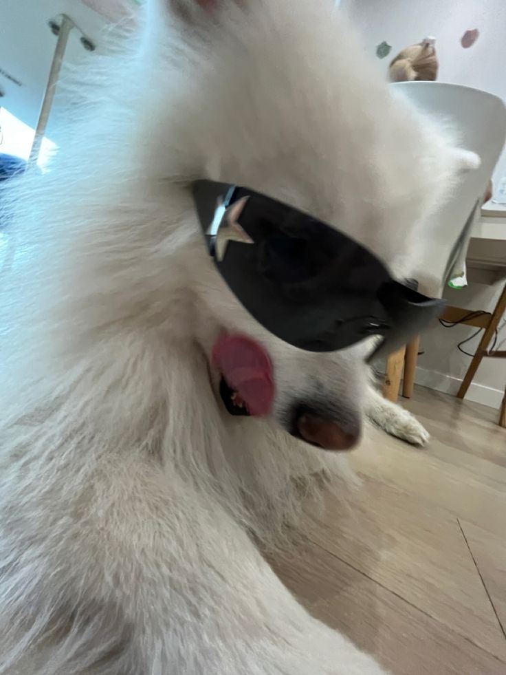 Time4dogs tweet media