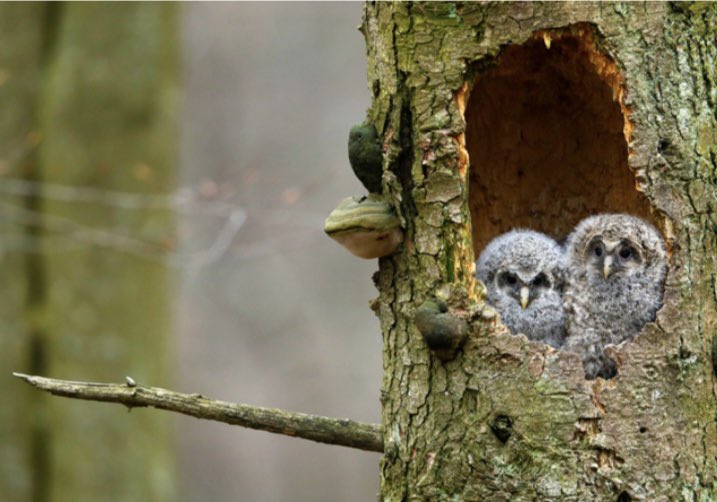 SwissPoland's tweet image. 🇨🇭🇵🇱 Development of Towns programme is here to enable medium-sized cities in implementing initiatives in areas such as: 
📈 Economic growth &amp;amp; employment 
🌲Environmental sustainability 
👩‍🏫Social services &amp;amp; civic engagement
👉programszwajcarski.gov.pl/en
#SPCP #secondswisscontribution