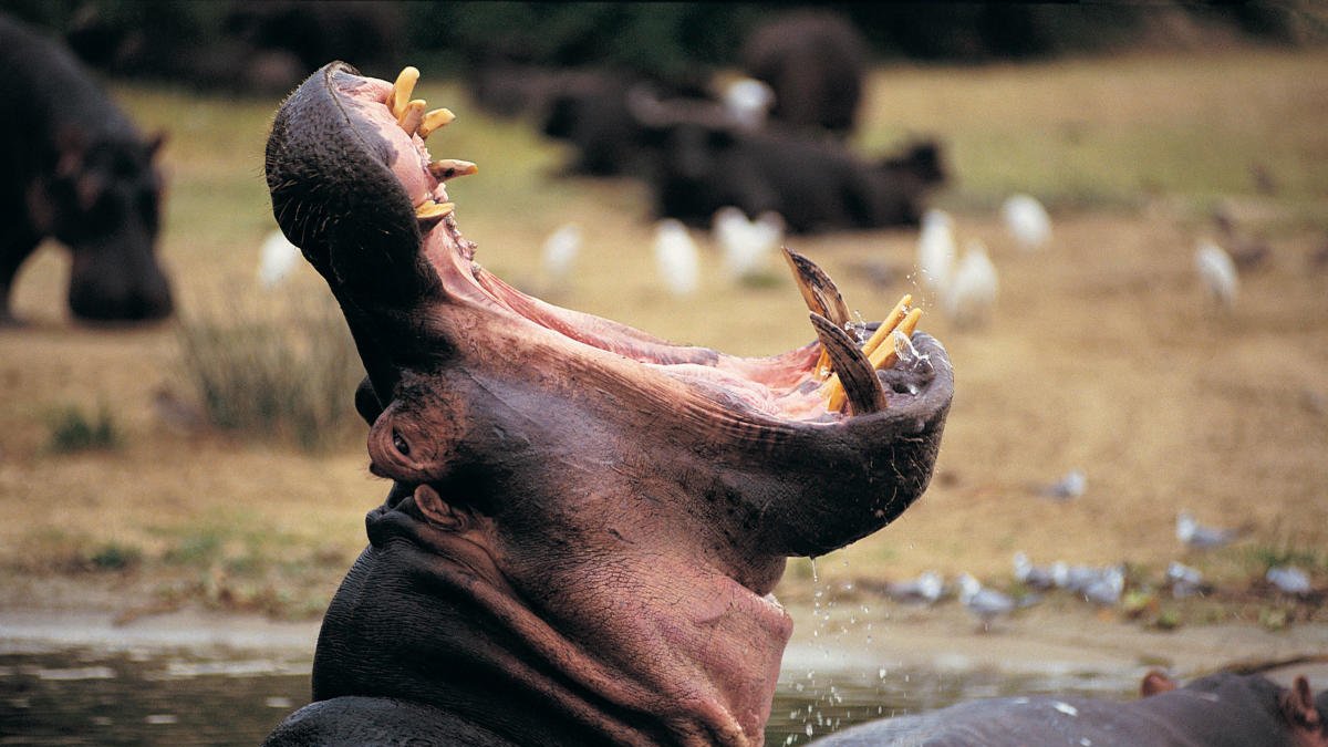 tuCpakoa's tweet image. L'hippopotame peut ouvrir sa gueule à 150° !