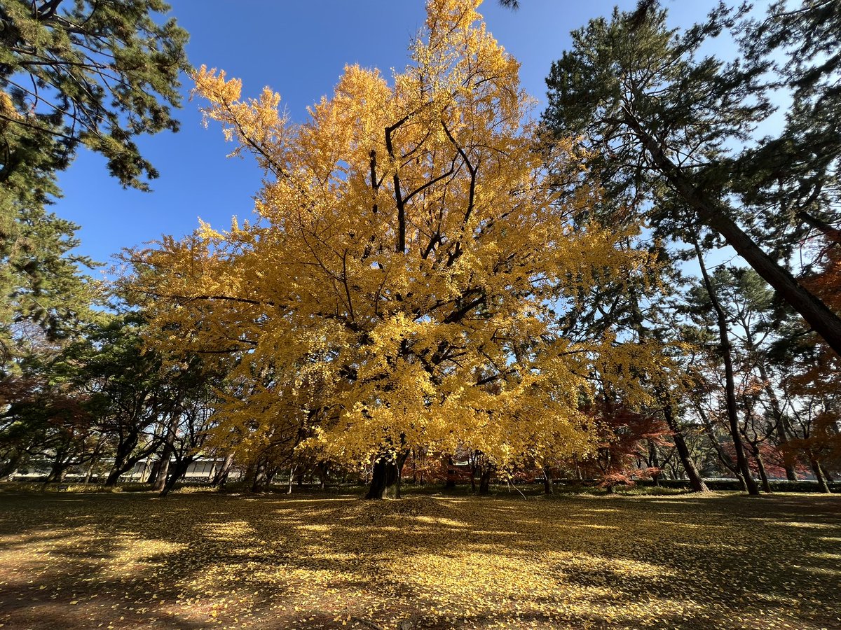tocokyoto's tweet photo. 御苑は紅葉見頃🍁大きなイチョウに圧倒されました。上も下も黄色い世界！母と子の森は紅葉が美しく、さらに人が少ないのでゆっくり過ごせる素晴らしい場所。ちょっとした秘密基地みたい。 https://t.co/AuBFtSMTXF