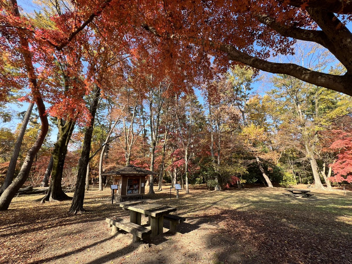 tocokyoto's tweet photo. 御苑は紅葉見頃🍁大きなイチョウに圧倒されました。上も下も黄色い世界！母と子の森は紅葉が美しく、さらに人が少ないのでゆっくり過ごせる素晴らしい場所。ちょっとした秘密基地みたい。 https://t.co/AuBFtSMTXF