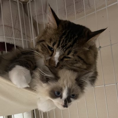 #新しいプロフィール画像