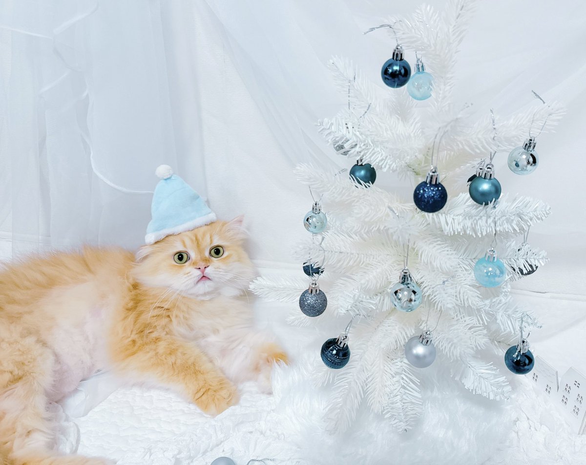 pechan_1108's tweet photo. ようやくクリスマス準備にゃ😽🤍

#猫好きさんと繋がりたい https://t.co/evR2vuQPts