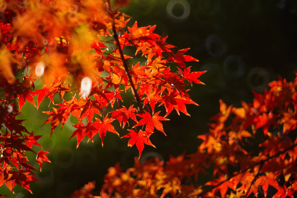 PENTAXXER's tweet photo. J limited 01/TAMRON SP 500mm F/8
ミラーレンズDE🍁
最後はあまりリングリングしてないのを。
#小石川後楽園 #もみじ #紅葉 #ミラーレンズ #リングボケ #PENTAX #jlimited01 #TAMRON #55BB https://t.co/JBNSmXcmJz