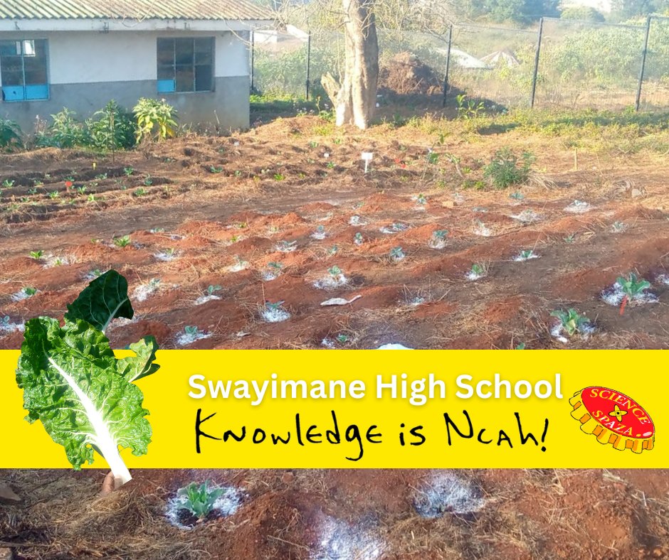 Science Spaza tweet media