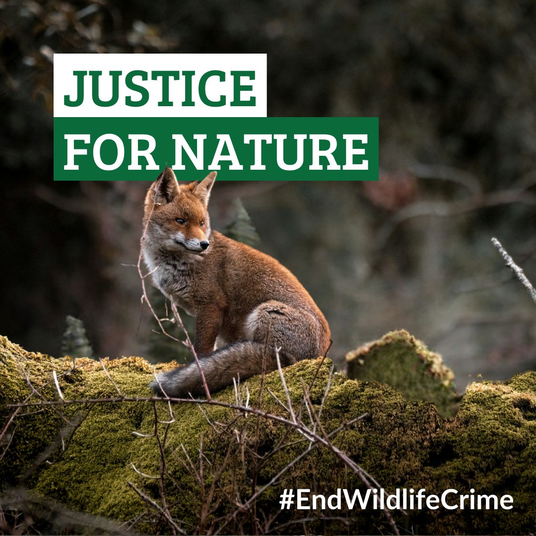 'Put simply, people who hurt wildlife are getting away with it.' - @domdyer70

We, alongside @WCL_News, are calling for:
👉wildlife crimes to be notifiable by @ukhomeoffice
👉 increased training for wildlife teams
👉 wildlife crime legislation reform

We must #EndWildlifeCrime‼️