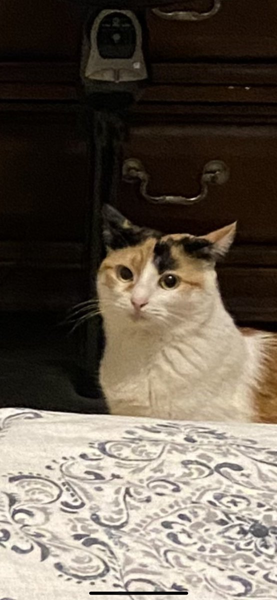 Tomorrow we will be releasing season 2 episode 8 “Girl, You Been Gay” Our friend Amber tells us about her trials and tribulations, and how she works through it! Amber is amazing, and I can’t wait for you all to hear her story! Picture of Ava for attention 😌 #ApplePodcast