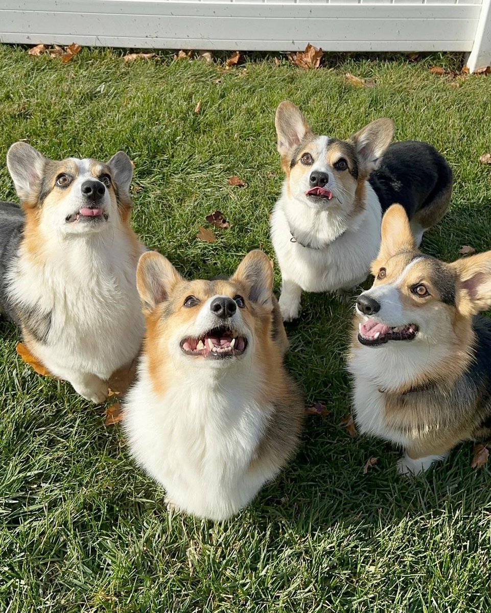 Can you tell who is who?🤪
--------------
#corgifamily #dogfam #dogsiblings #corgis #squadgoals #squad #dogsquad