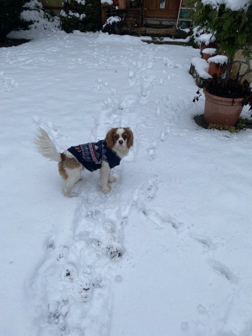 Hi ☺️❄️🐶❤️ https://t.co/3pBDVxtmTo