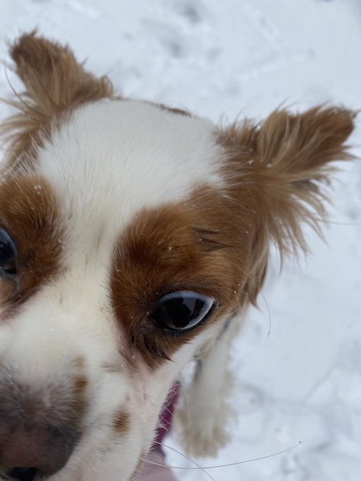 Hi ☺️❄️🐶❤️ https://t.co/3pBDVxtmTo