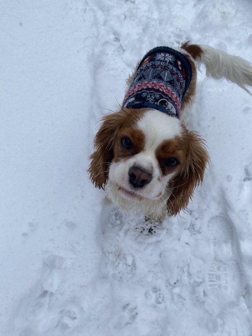 Hi ☺️❄️🐶❤️ https://t.co/3pBDVxtmTo