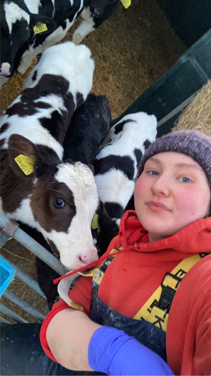 Cat the calf rearer tweet media