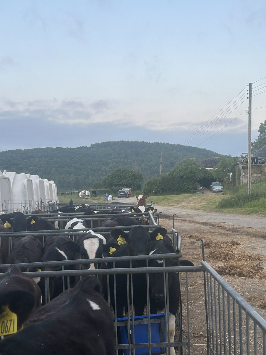 Cat the calf rearer tweet media