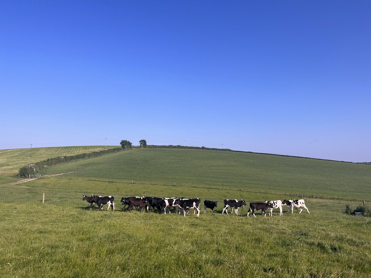 Cat the calf rearer tweet media