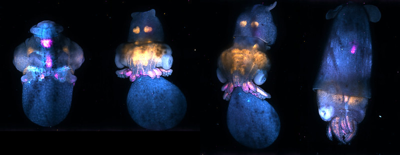 snsf_ch's tweet photo. 📸 It’s time to submit your most bewitching, bright, bold, brilliant images to the SNSF Scientific Image Competition. #beautifulblue 💙 🔵 🔷
Submission deadline: 31 January 2024
➡️ https://t.co/Kx3tR1cgKA
#SwissScienceImage https://t.co/GBQdJLDMn3