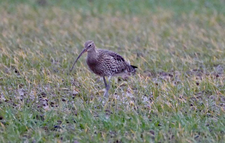 We are continuing wintering bird surveys on functionally linked land close to the Humber Estuary this week. Notable counts of curlew near Thorngumbald (68), Paull (32) and Preston (25) observed. <a href="/CurlewAction/">Curlew Action</a> <a href="/CurlewLIFE/">Curlews in crisis</a> <a href="/humbernature/">Humber Nature Partnership</a> <a href="/_BTO/">BTO</a> <a href="/BTO_EY_H/">BTO E Yorks & Hull</a> <a href="/RSPBEngland/">RSPB England</a>