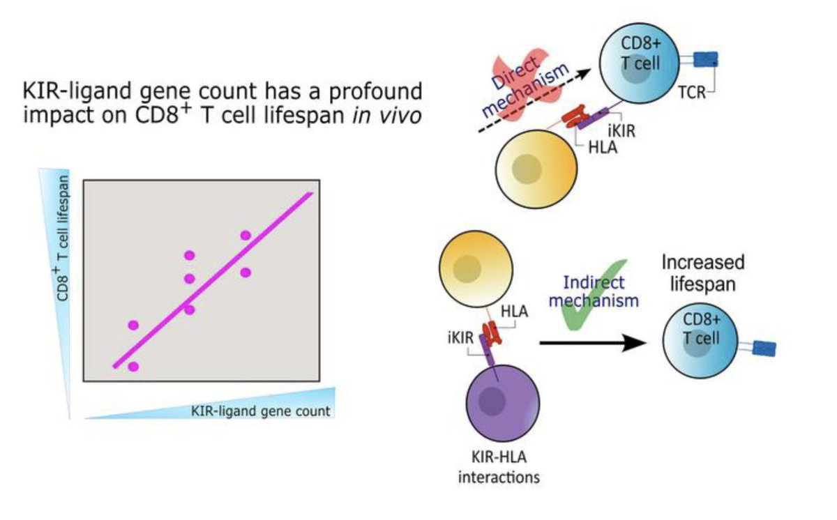 The number of KIR-HLA interactions predict CD8 T cell lifespan in humans. In this @jclinicalinvest report comparing intra- and interindividual effects, Zhang et al show that indirect interactions prolong T cell life span independent of the KIR expression on single cells (1/2)