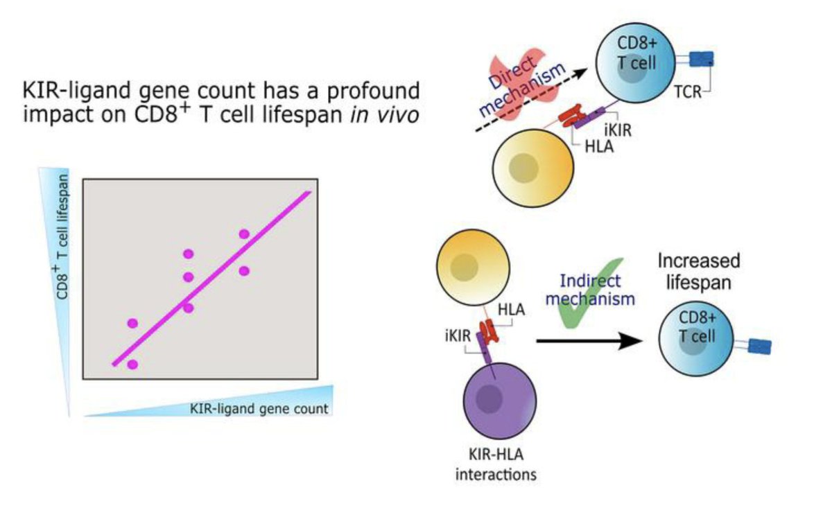 immunoboys's tweet photo. The number of KIR-HLA interactions predict CD8 T cell lifespan in humans. In this @jclinicalinvest report comparing intra- and interindividual effects, Zhang et al show that indirect interactions prolong T cell life span independent of the KIR expression on single cells 
(1/2) https://t.co/0tjzeNpQvL