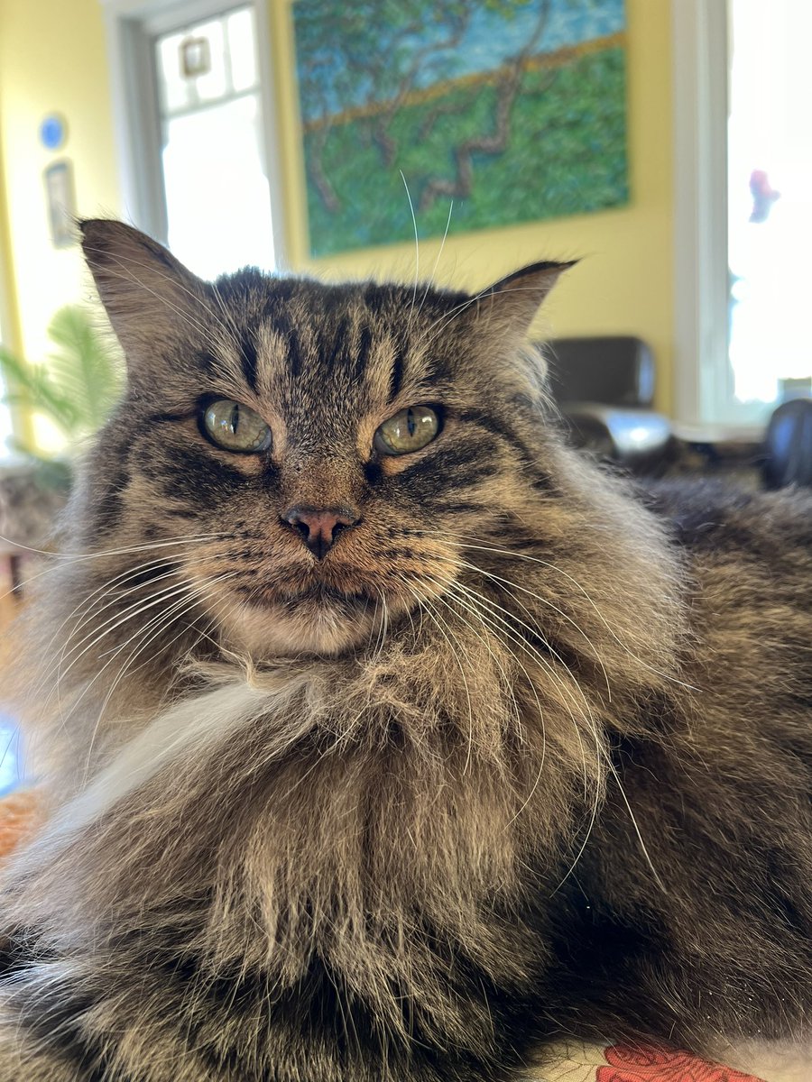 Naybe ❤️ #seniorcat