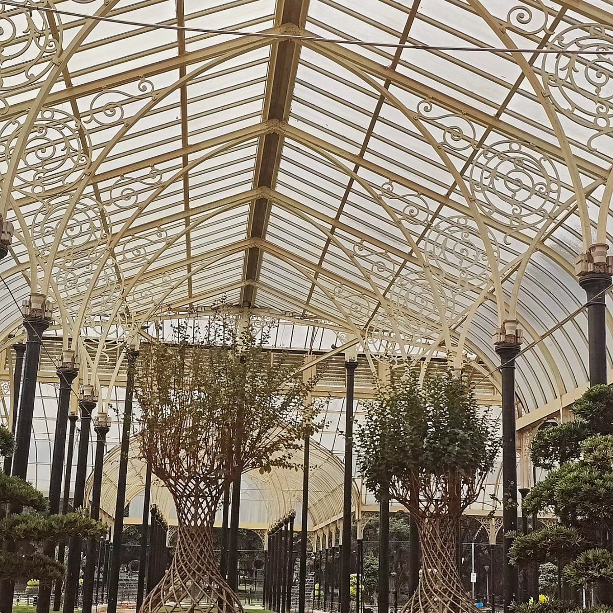 _unhurried's tweet photo. We had a fun time walking with our guests, from two different hemispheres &amp; narrating the stories of some unique trees in Lalbagh - for two consecutive days. #heritagewalks #unhurriedwalks #unhurriedtours #bengaluru https://t.co/LD3GCxtU8I
