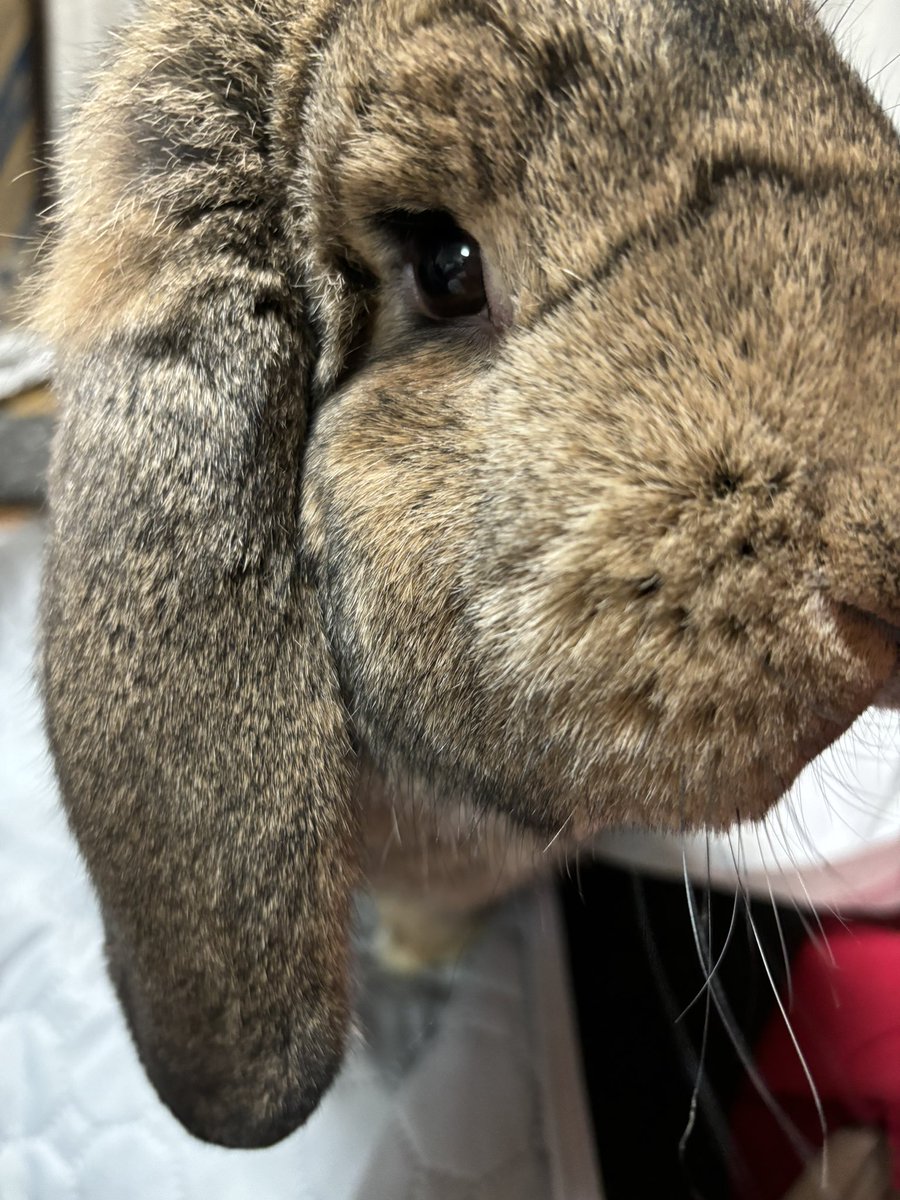 mercian47's tweet photo. なでなでしてて気がついたんですが、耳の根元に白いカサブタみたいなん…
皮膚についててとれないし、痒がったり痛がったりもしてないんですが…両耳元にできてるし…なにー😢❓

 #うさぎ
 #皮膚病
 #病気？
 #フレンチロップ  #ロップ https://t.co/knHfaenRsP